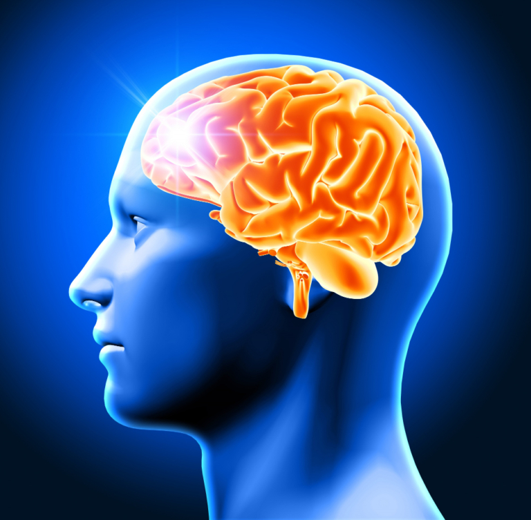 Unlocking the Benefits of Grass-Fed Beef Brain